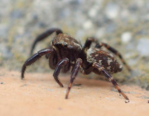 Réf. 238 681 : Pseudeuophrys erratica